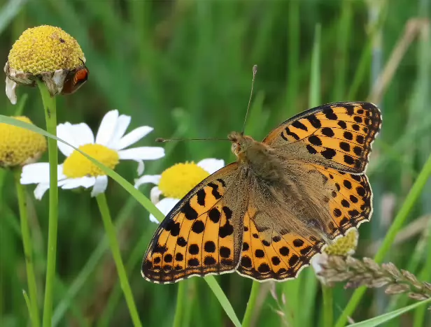 Kleiner Perlmutterfalter