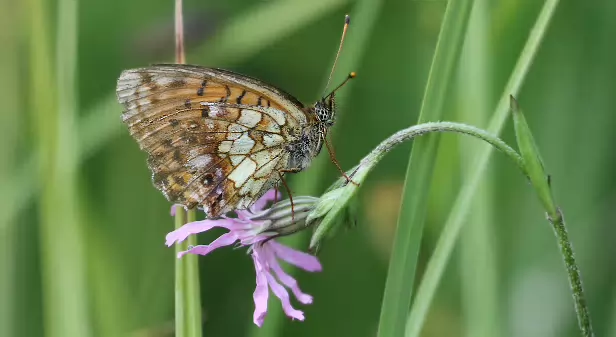 Mädesüß-Perlmutterfalter