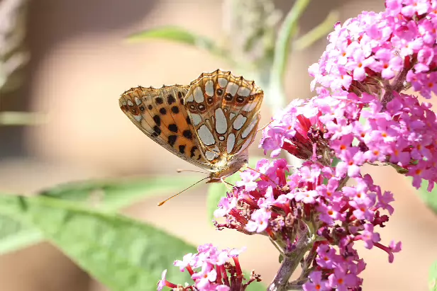 Kleiner Perlmuttfalter