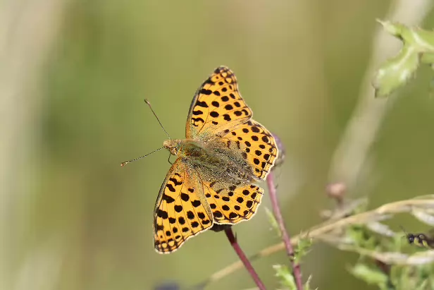 Kleiner Perlmutterfalter
