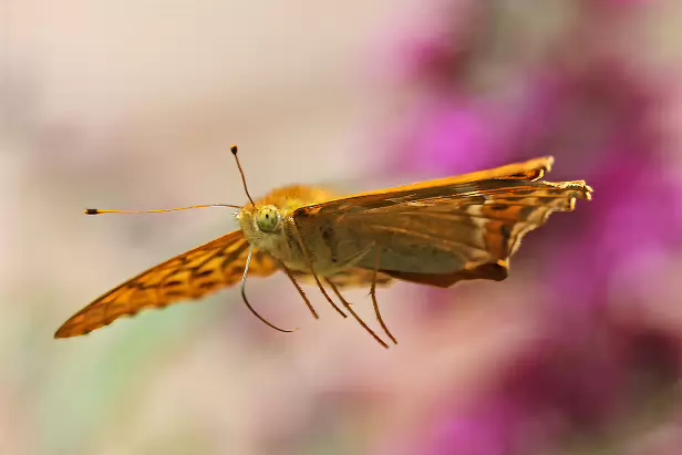 Kaisermantel Sommerweide