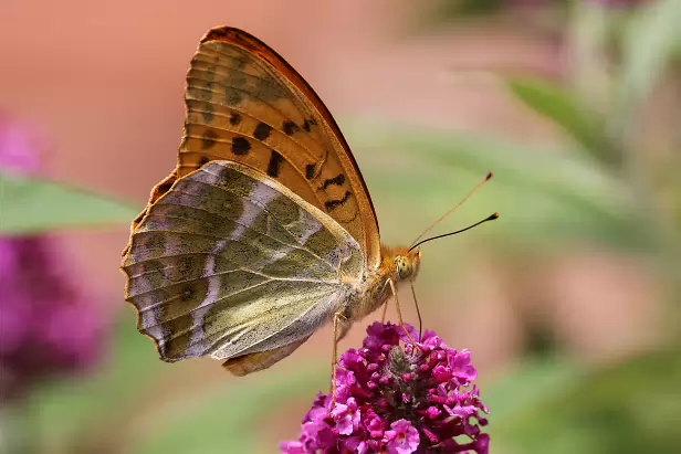 Kaisermantel Sommerweide