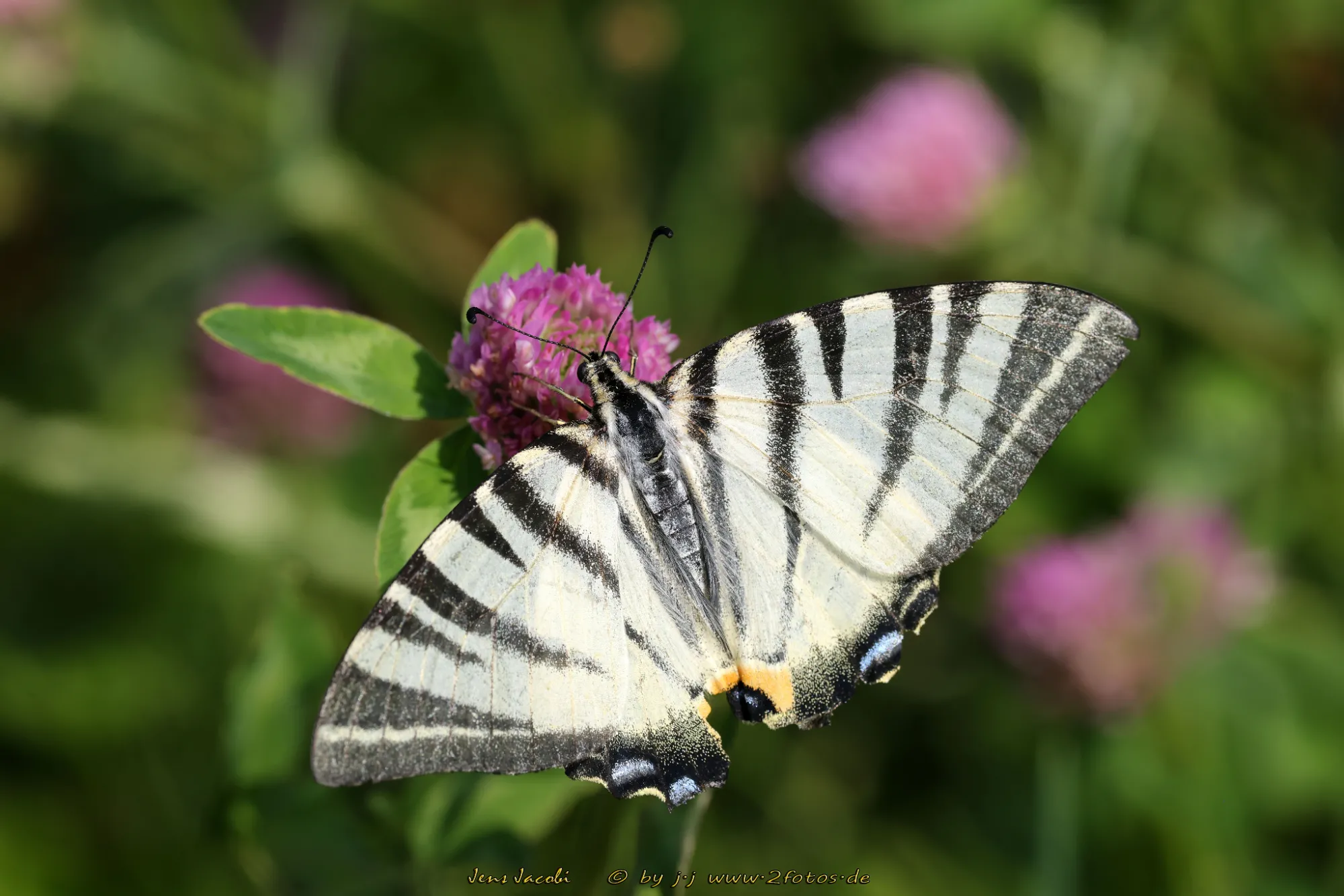 Segelfalter Iphiclides podalirius