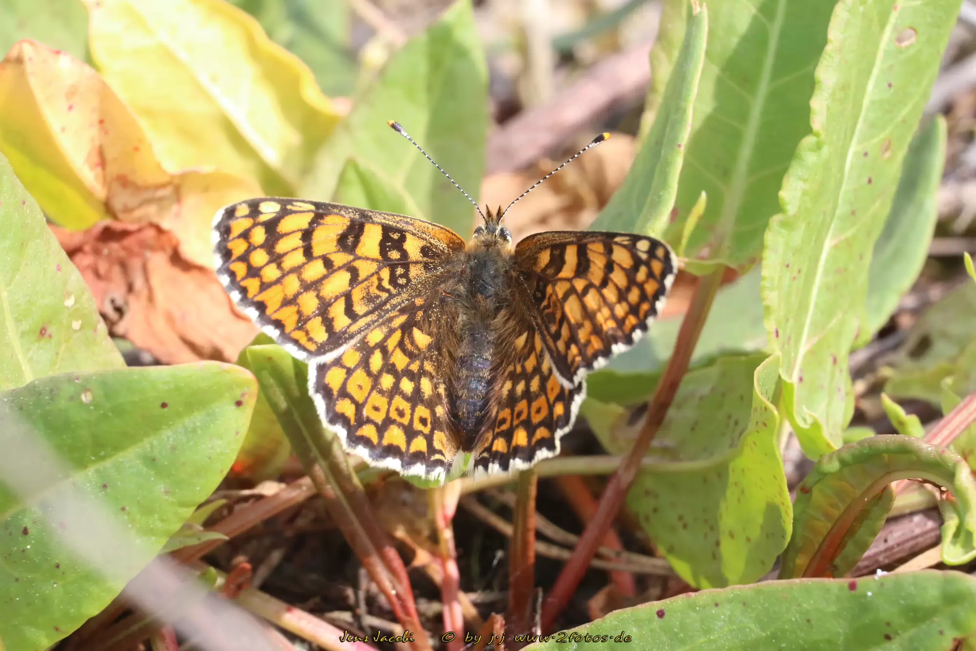 Wegerich-Scheckenfalter Melitaea cinxia