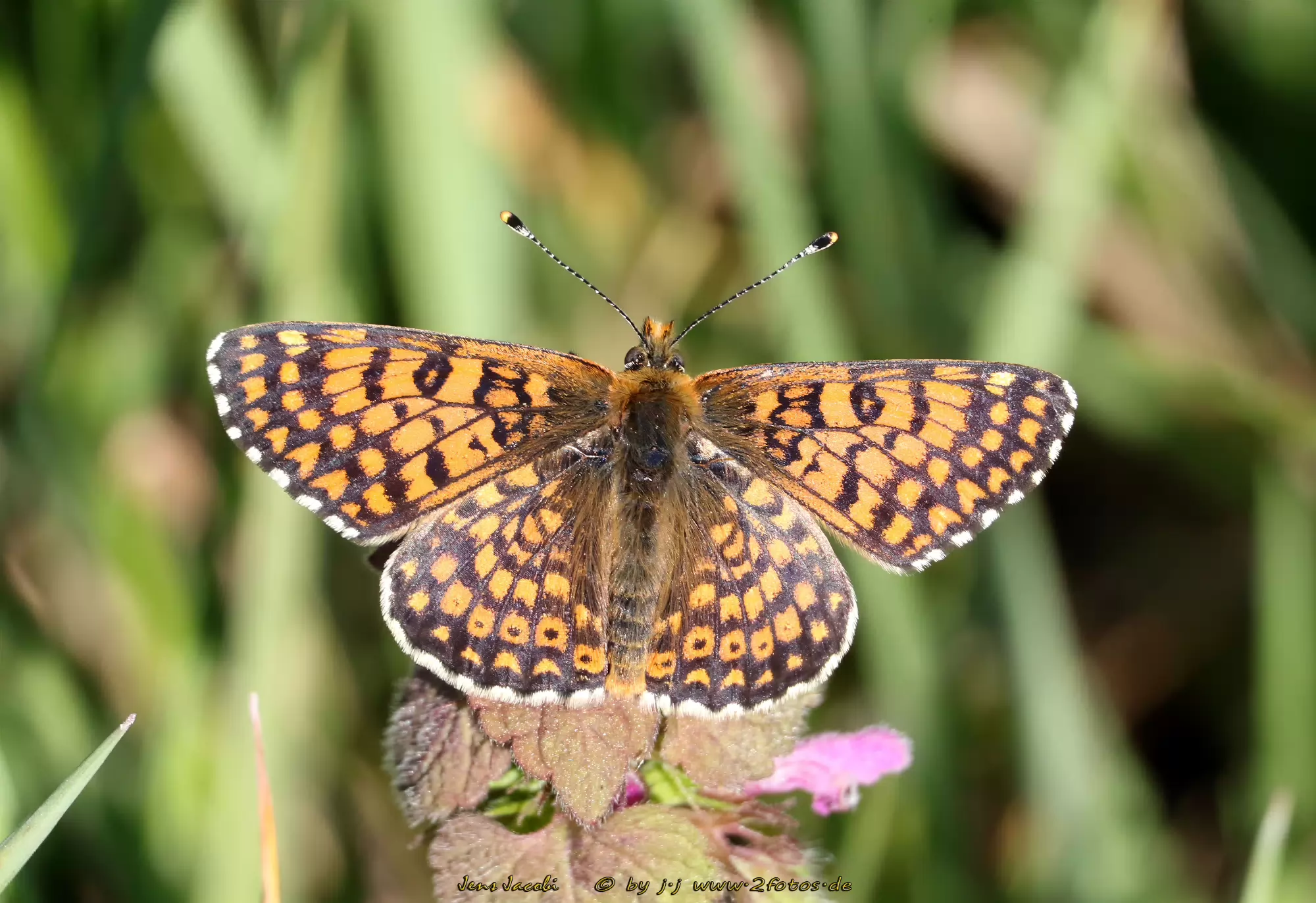 Wegerich-Scheckenfalter Melitaea cinxia