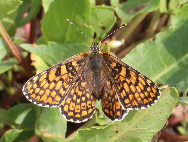Wegerich-Scheckenfalter Melitaea cinxia