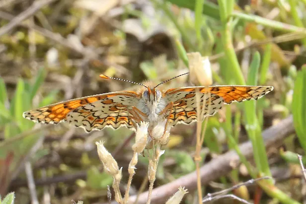 Wegerich-Scheckenfalter Melitaea cinxia