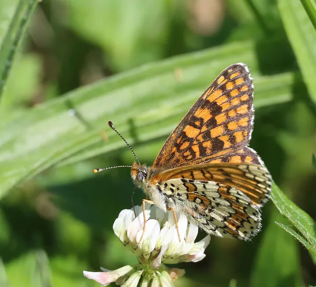 Wegerich-Scheckenfalter Melitaea cinxia