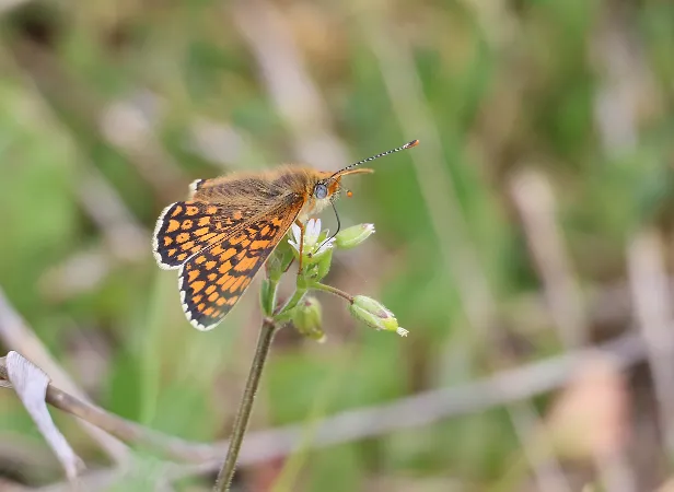 Wegerich-Scheckenfalter Melitaea cinxia
