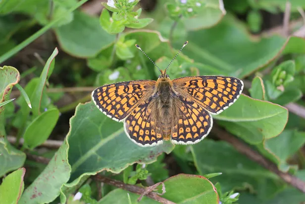 Wegerich-Scheckenfalter Melitaea cinxia