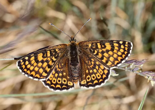 Scheckenfalter (Edelfalter)