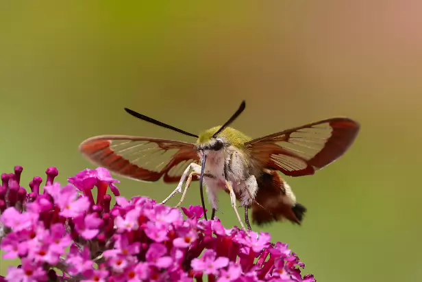 Hummelschwärmer Sommerweide