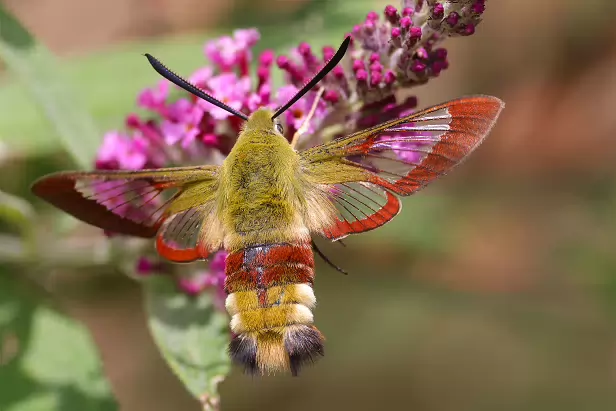 Hummelschwärmer Sommerweide