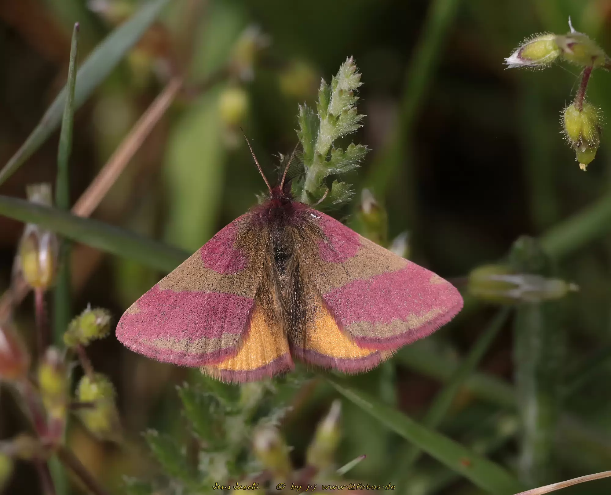Ampfer-Purpurspanner Lythria cruentaria