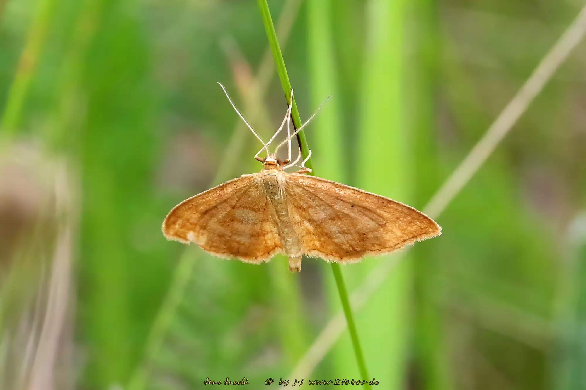 Ockerfarbige Steppenheiden-Zwergspanner Idaea ochrata