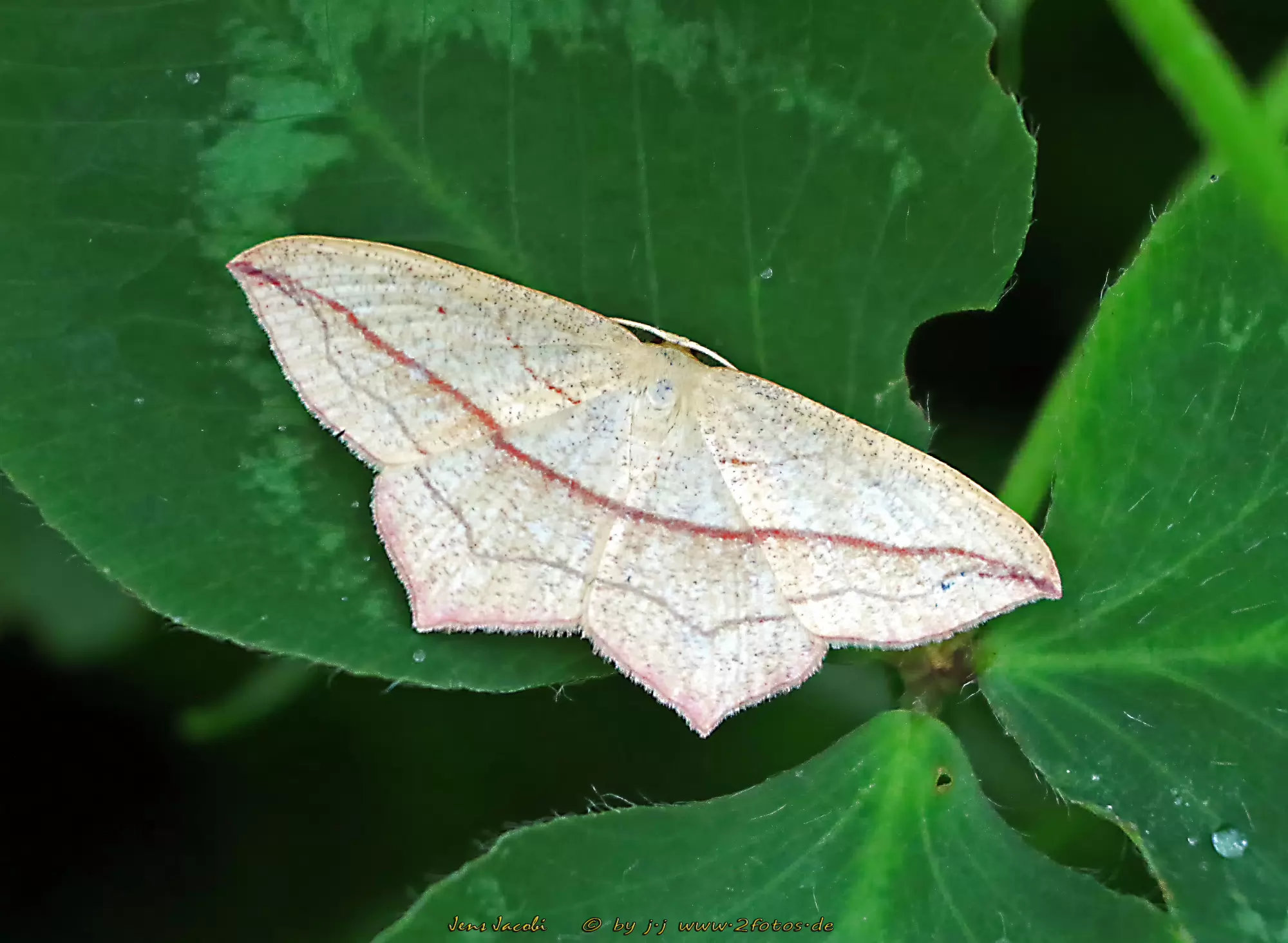 Ampferspanner Timandra comae