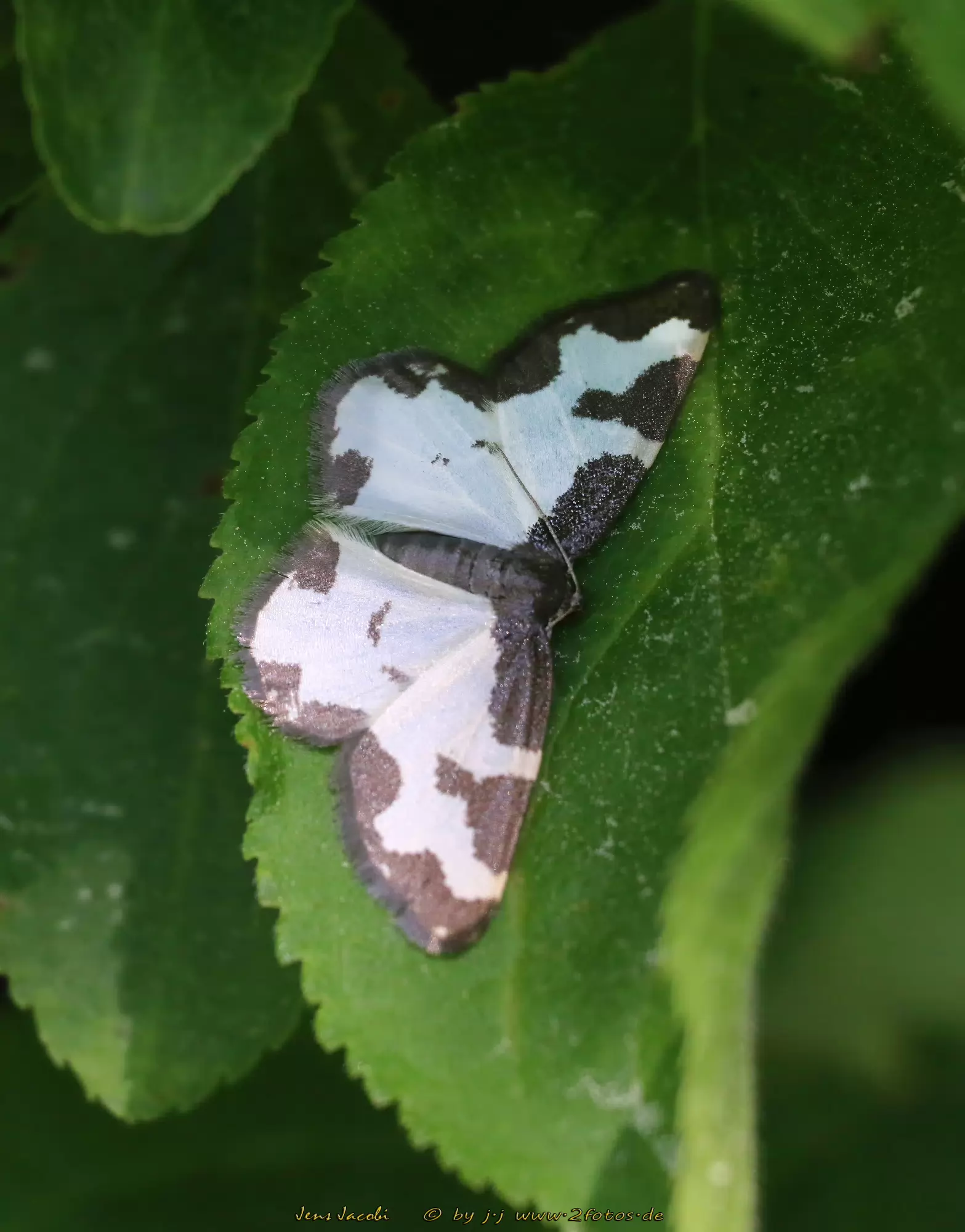 Schwarzrand-Harlekin Lomaspilis marginata