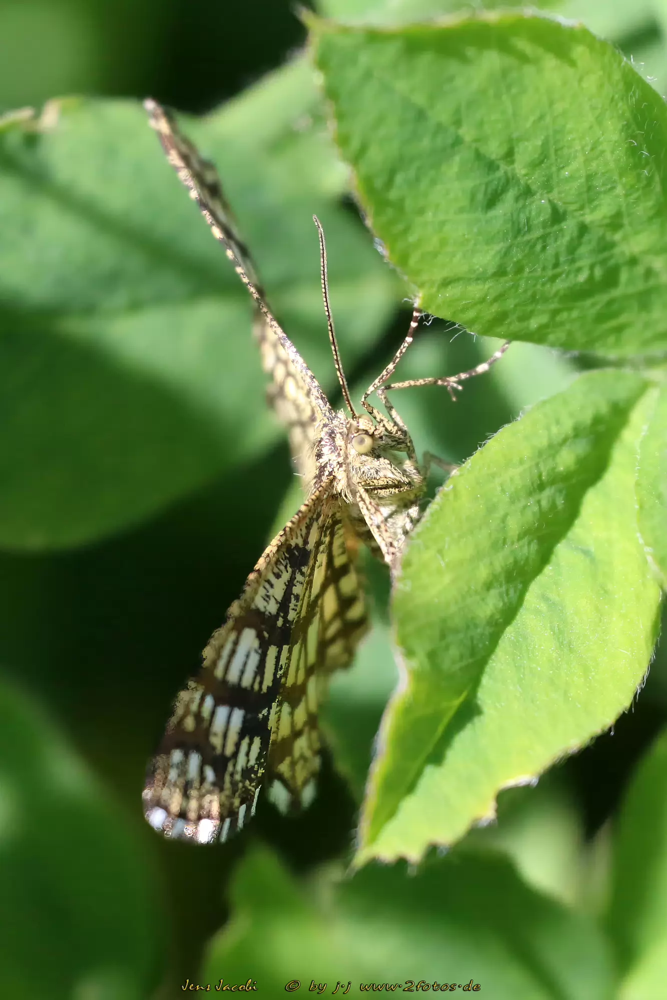 Kleegitterspanner Chiasmia clathrata