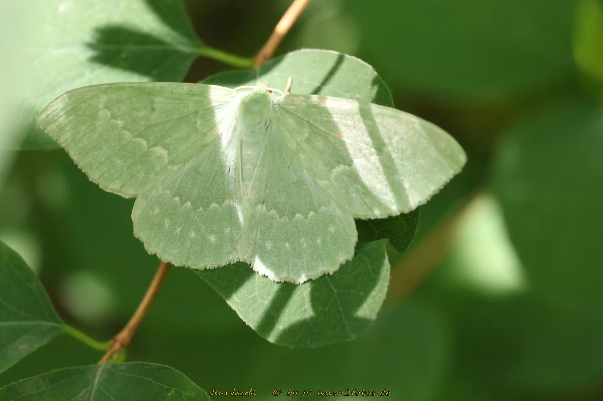 Grünes Blatt Rundwanderweg Pechüle-Felgentreu