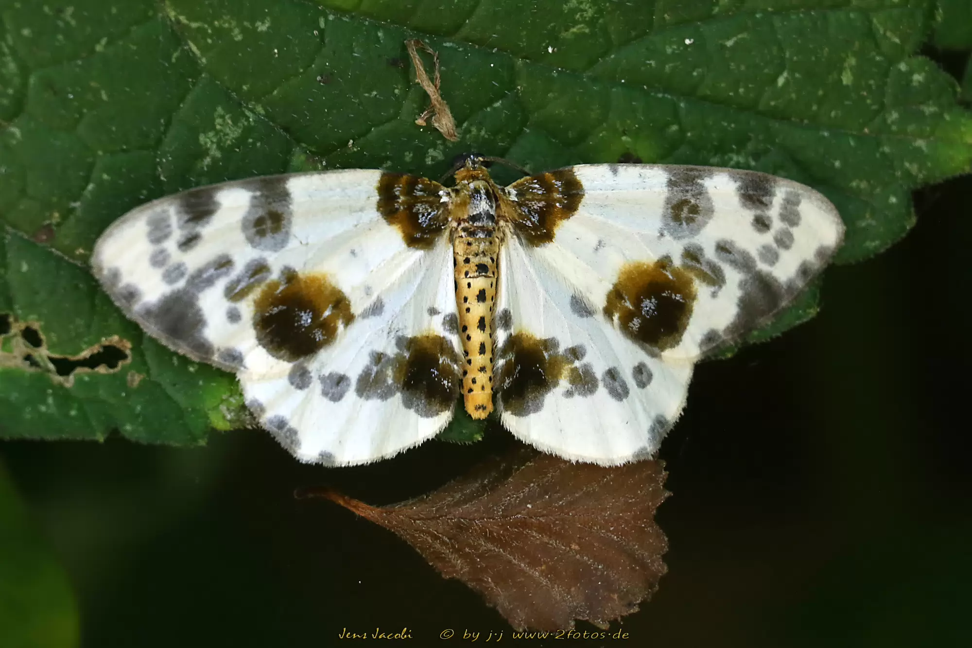 Ulmen-Harlekin Abraxas sylvata