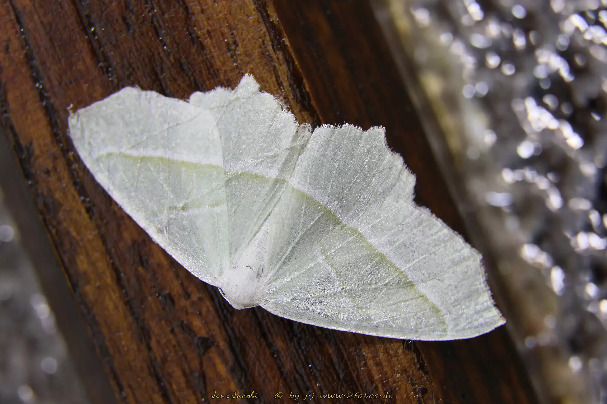 Perlglanzspanner Campaea margaritaria