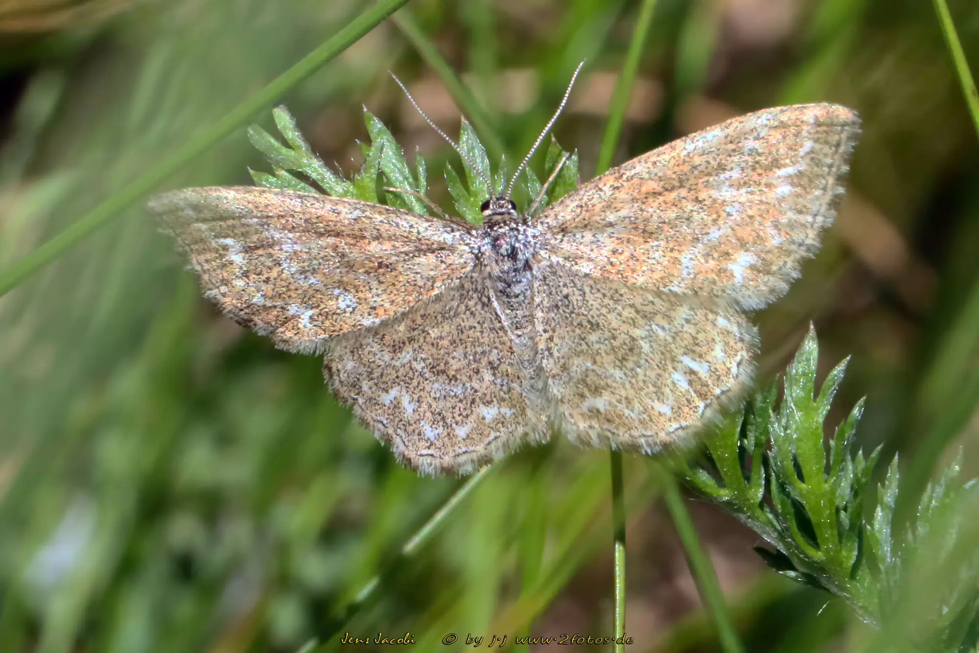 Marmorierter Kleinspanner Scopula immorata