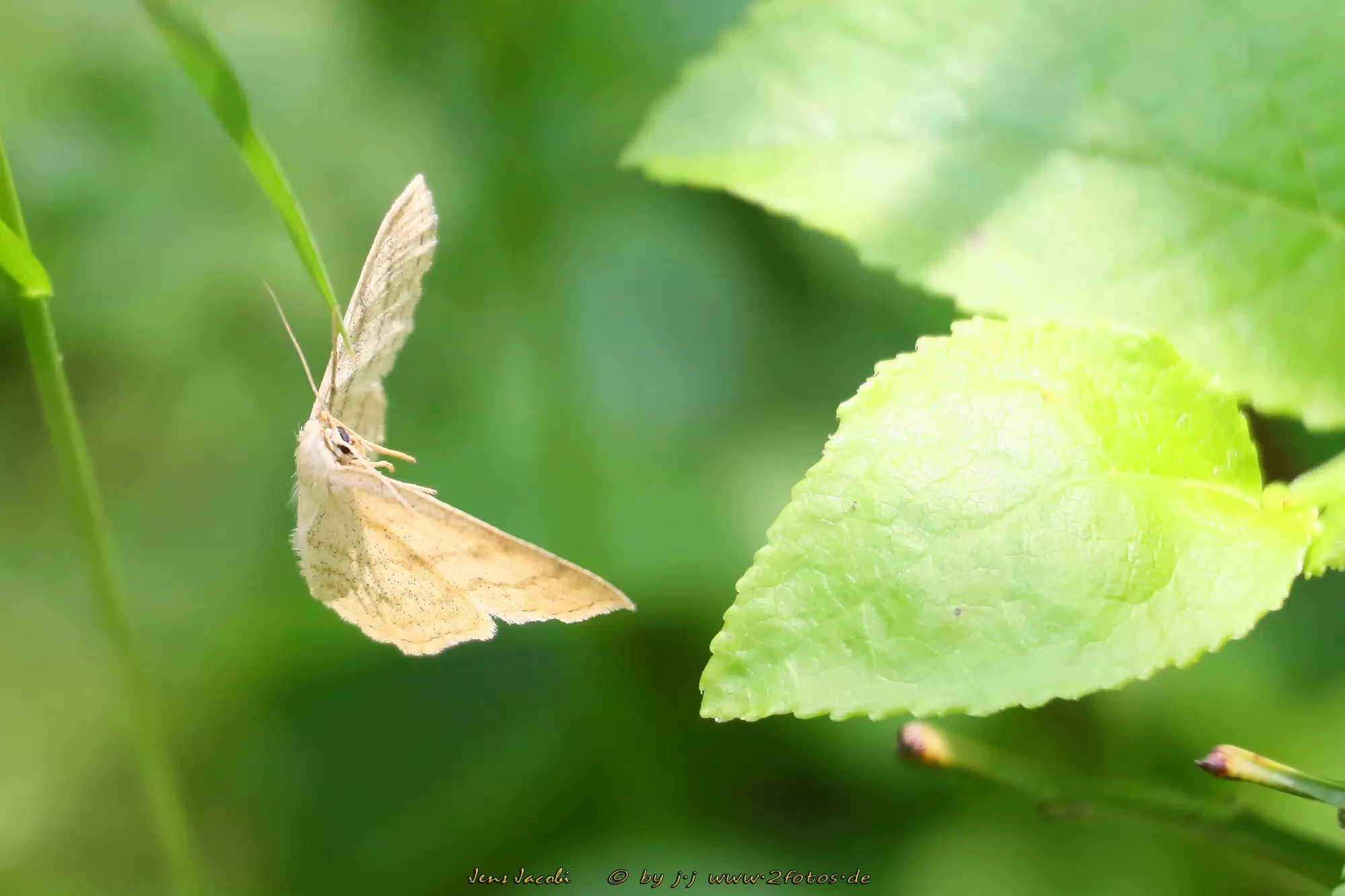 Marmorierter Kleinspanner Scopula immorata