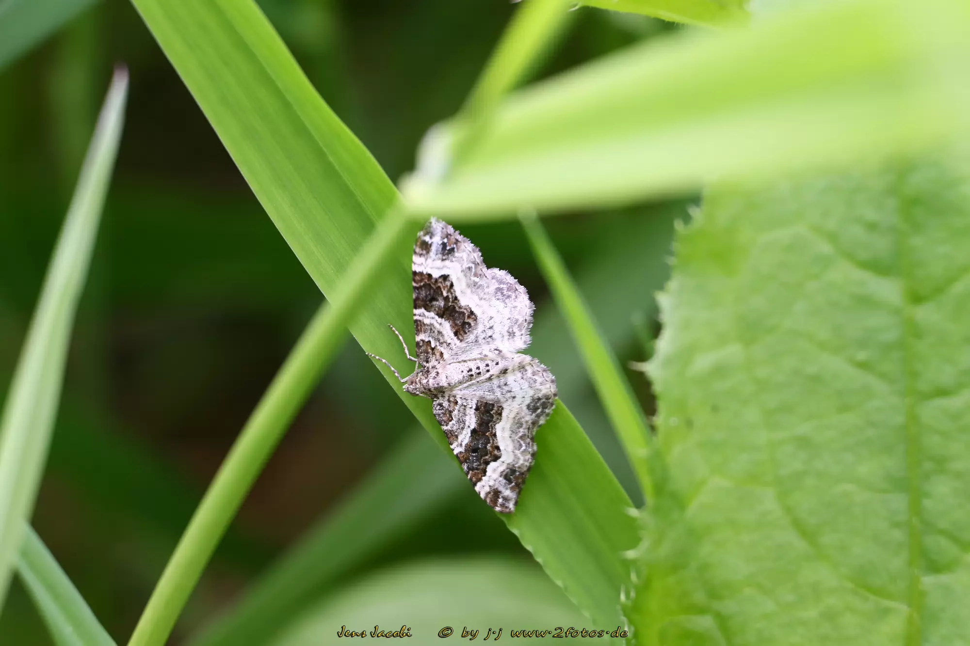Graubinden-Labkrautspanner Epirrhoe alternata