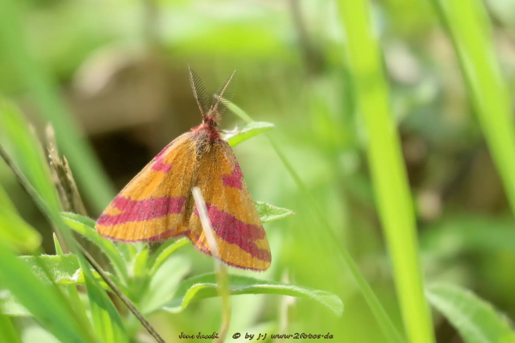 Ampfer-Purpurspanner Lythria cruentaria