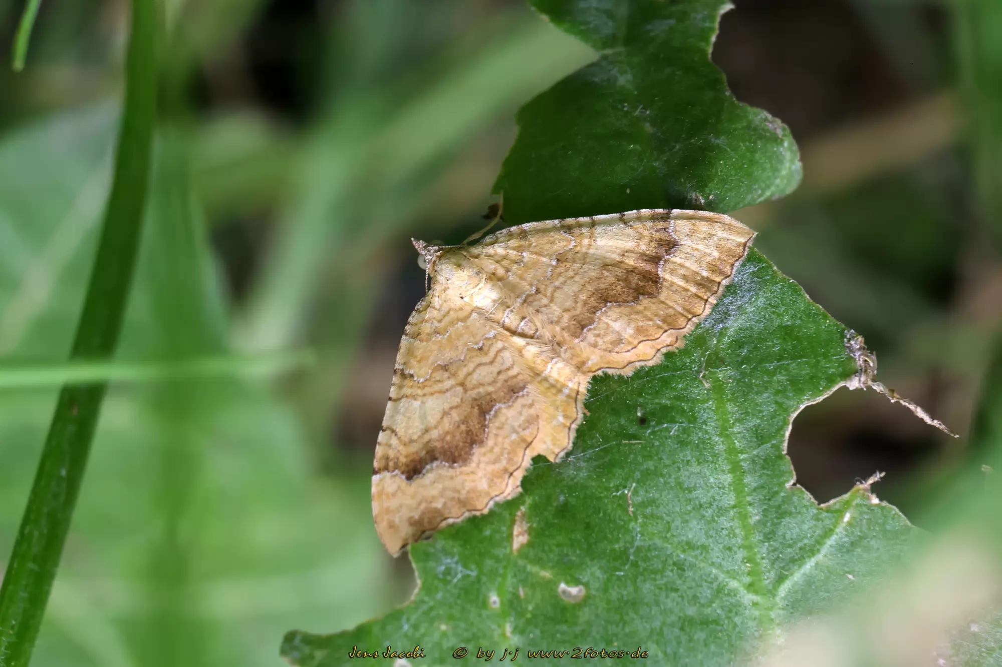 Ockergelber Blattspanner Camptogramma bilineata