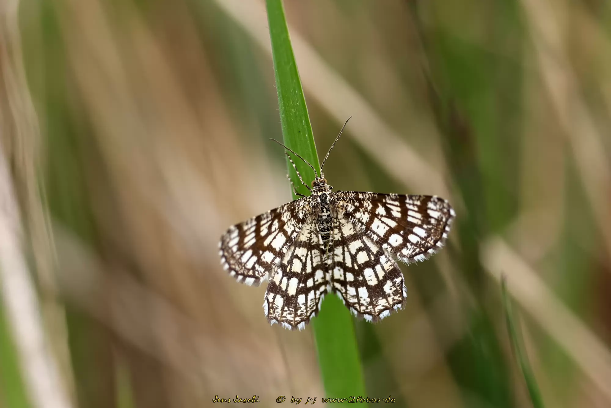 Klee-Gitterspanner Chiasmia clathrata