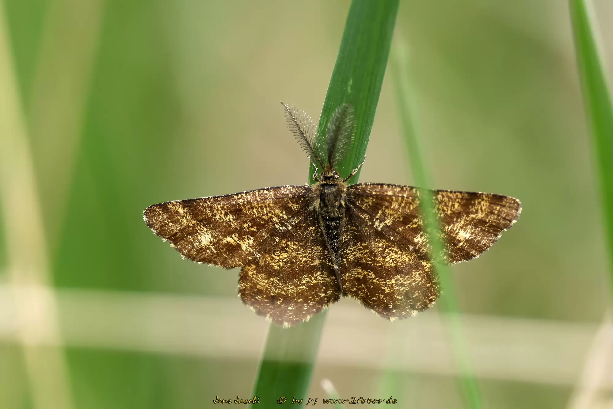 Heideland-Tagspanner, Heidespanner Ematurga atomaria