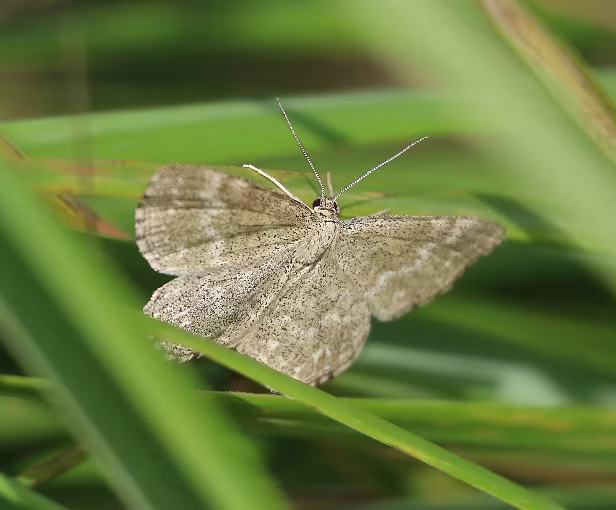 Marmorierter Kleinspanner