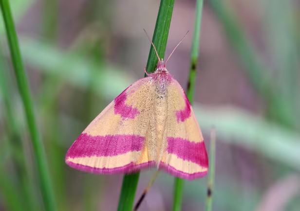 Ampfer-Purpurspanner