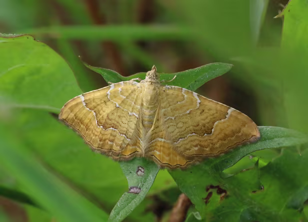 Ockergelber Blattspanner