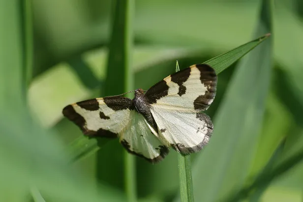 Vogelschmeiß-Spanner Schwarzrand-Harlekin