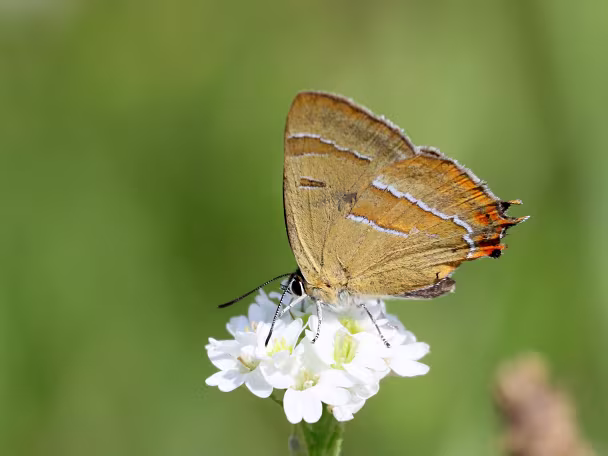 Zipfelfalter (Bläulinge)