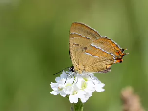 Zipfelfalter (Bläulinge)