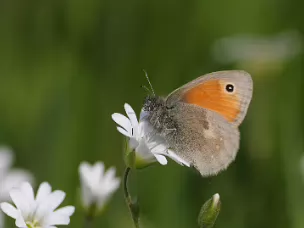 Augenfalter -Coenonymphini (Edelfalter)