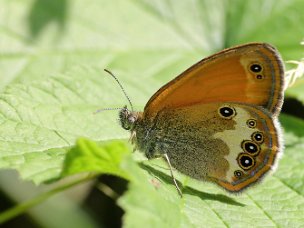 Augenfalter -Coenonymphini (Edelfalter)