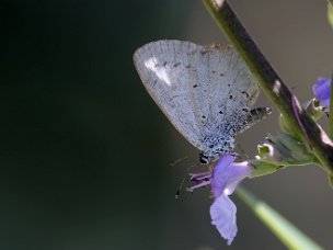 Echte Bläulinge