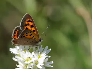 Feuerfalter (Bläulinge)