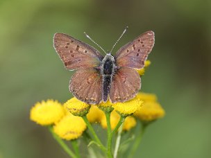 Feuerfalter (Bläulinge)