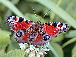 Fleckenfalter (Edelfalter)