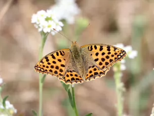 Perlmutfalter (Edelfalter)