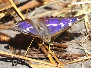 Schillerfalter (Edelfalter)