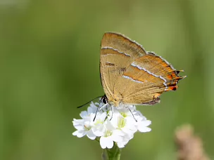 Zipfelfalter (Bläulinge)