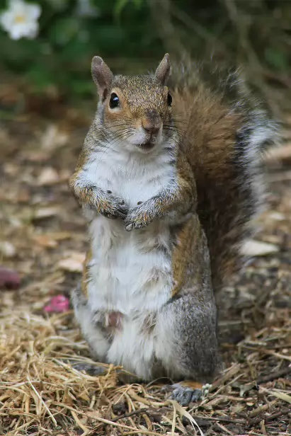 Grauhörnchen Hyde Park
