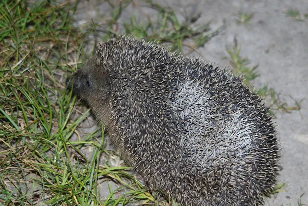 Braunbrustigel