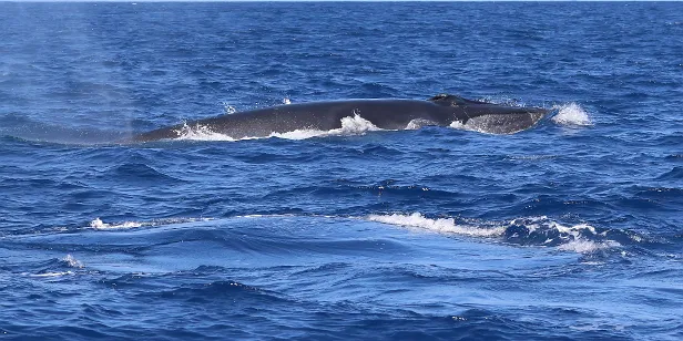 Brydewal vor La Palma (Kanaren)